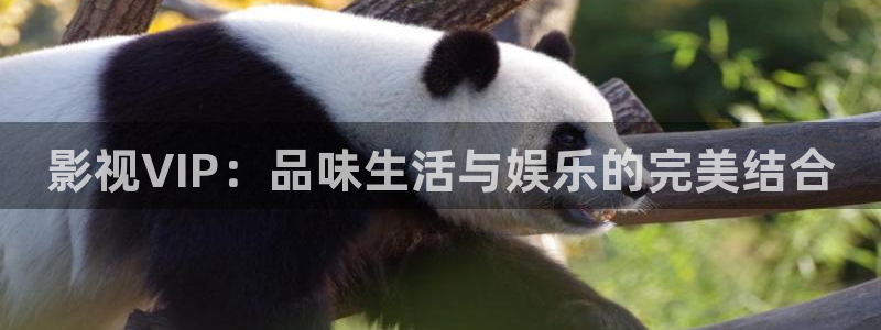 17c樱桃视频：影视VIP：品味生活与娱乐的完美结合